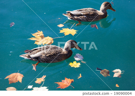 Ducks on lake Bled 19090004