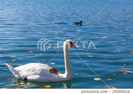 White swan on lake Bled 19090026