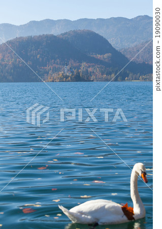 White swan on lake Bled 19090030