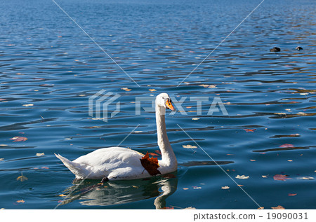 White swan on lake Bled 19090031