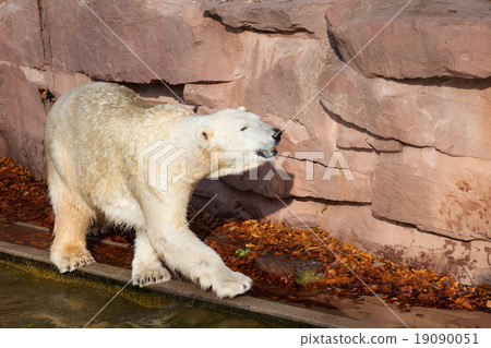 Polar bear - Ursus maritimus 19090051