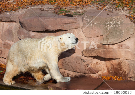Polar bear - Ursus maritimus Polar bear - Ursus maritimus 19090053