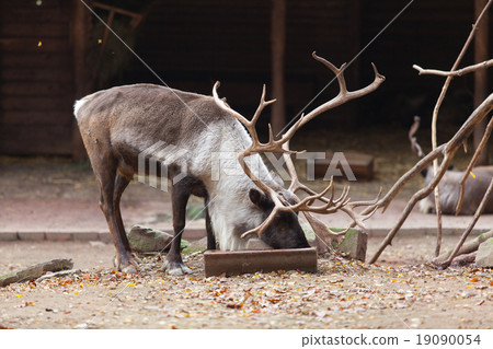 Large male reindeer Large male reindeer 19090054