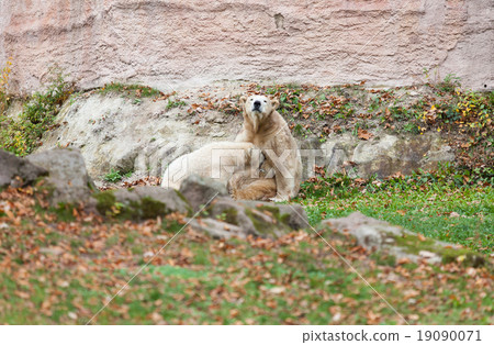 Polar bear - Ursus maritimus 19090071