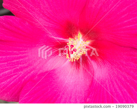 Confederate rose 19090379