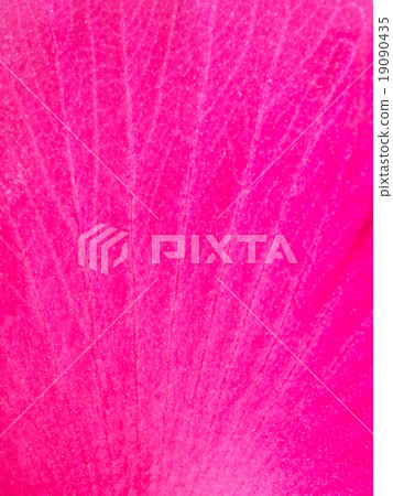 Confederate rose Confederate rose 19090435