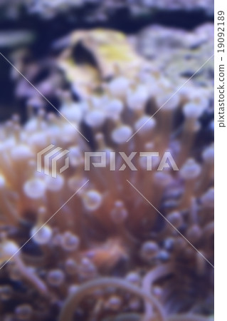 Blur style of Heteractis magnifica anemone in underwater. 19092189