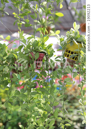 tree decorated with fresh green leaves in flower pot. tree decorated with fresh green leaves in flower pot. 19092213