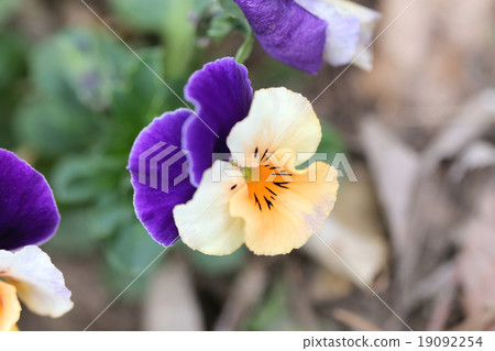Mix color pansy flower. Mix color pansy flower. 19092254