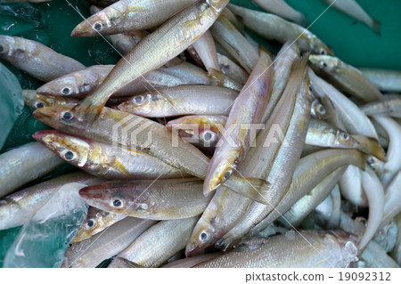 pile of Silver sillago fish or Sillago maculata. 19092312
