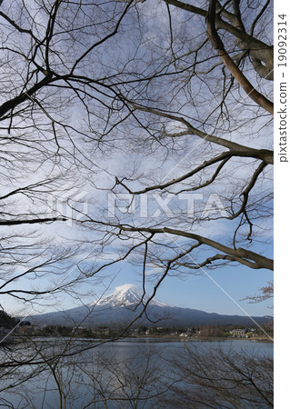 Mount Fuji in kawaguchiko lake side and branch tree. Mount Fuji in kawaguchiko lake side and branch tree. 19092314