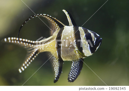 Banggai cardinalfish or Pterapogon kauderni fish. 19092345