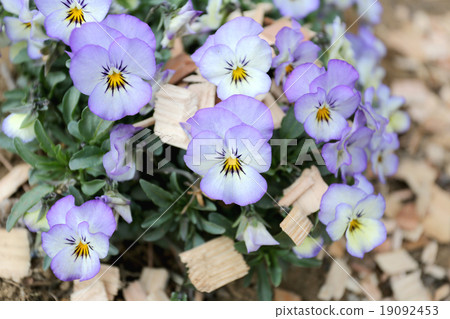Mix color pansy flower. Mix color pansy flower. 19092453