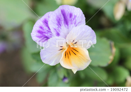 Mix color pansy flower. Mix color pansy flower. 19092472