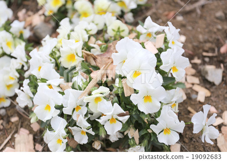 White pansy flower is bloom. 19092683