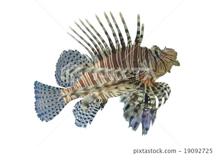 Lionfish or Pterois volitans coral reef tropical fish,Lionfish h 19092725