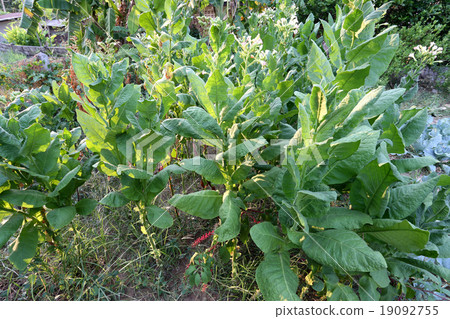 tobacco leaf in the plantation. tobacco leaf in the plantation. 19092755