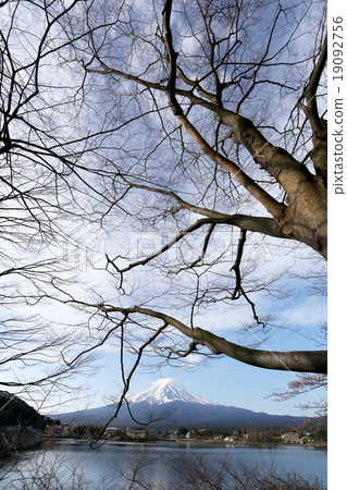 Mount Fuji in kawaguchiko lake side and branch tree. Mount Fuji in kawaguchiko lake side and branch tree. 19092756