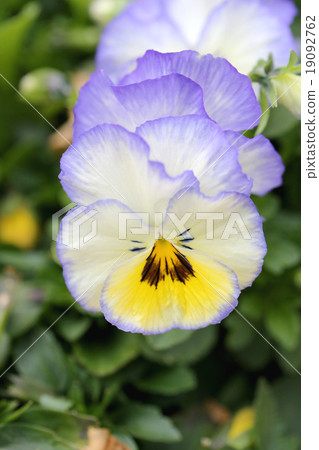Mix color pansy flower. Mix color pansy flower. 19092762