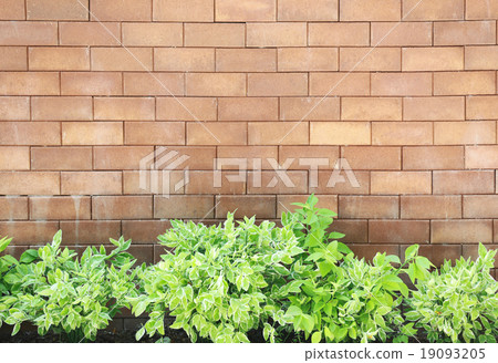 Brown brick wall foully and green leaf. Brown brick wall foully and green leaf. 19093205