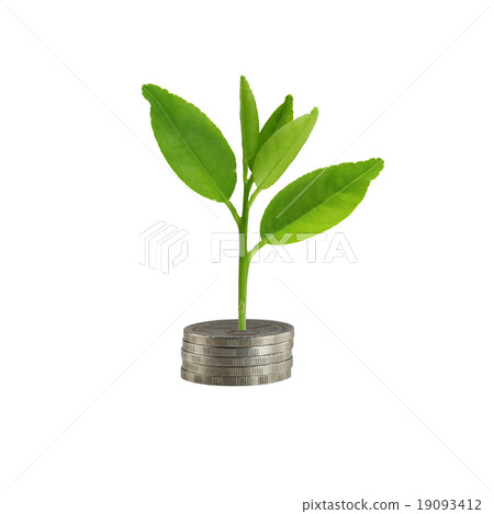 silver coin stack and treetop in concept of growth. silver coin stack and treetop in concept of growth. 19093412