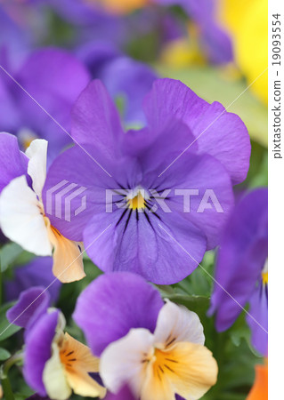 Purple pansy flower. Purple pansy flower. 19093554