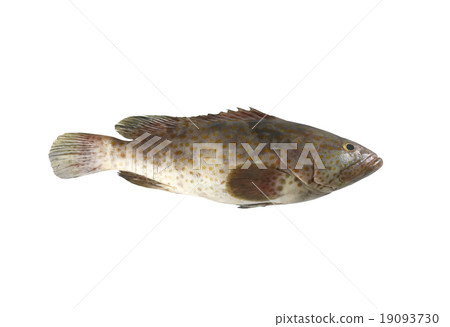 grouper fish isolated on white background. 19093730