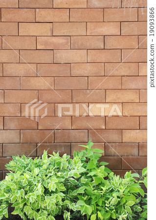 Brown brick wall foully and green leaf. Brown brick wall foully and green leaf. 19093866