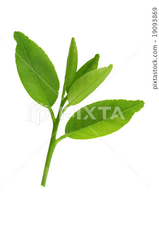 Fresh green leafs of young plant isolated on white. Fresh green leafs of young plant isolated on white. 19093869