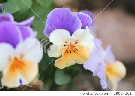 Mix color pansy flower. Mix color pansy flower. 19094161