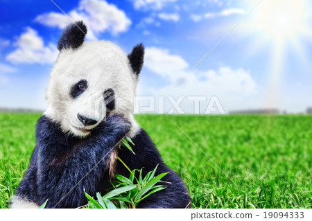 Cute bear panda actively chew a green bamboo . Cute bear panda actively chew a green bamboo . 19094333