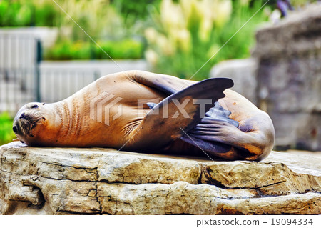 Cute playful California sea lions  19094334