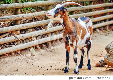 Blue ram in their natural habitat in the wild . 19094335