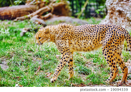 Cheetah (Acinonyx jubatus) Cheetah (Acinonyx jubatus) 19094339