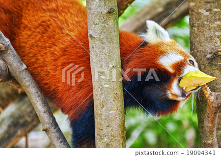 Red Panda in its natural habitat of the wild. 19094341