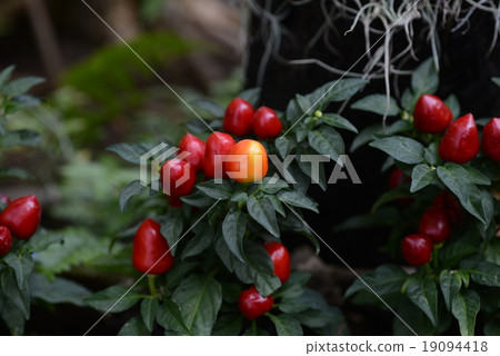 欣賞紅辣椒 欣賞紅辣椒 19094418