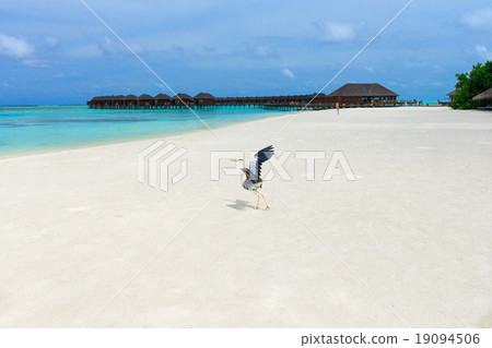 beach with  Maldives 19094506