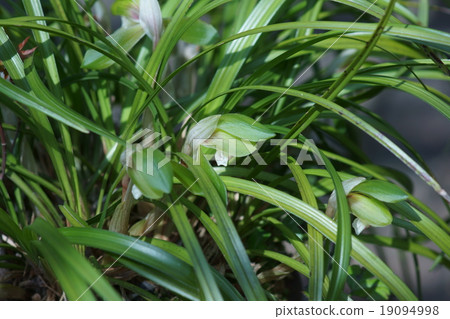 He is Spring Lan Shunlan. In case 19094998