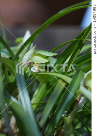 He is Spring Lan Shunlan. In case He is Spring Lan Shunlan. In case 19094999