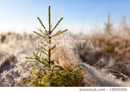 Small spruce and frost hay morning sun 19095068