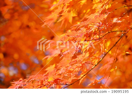 菊園花園的秋葉 19095195