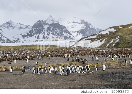 King penguin colony 19095873
