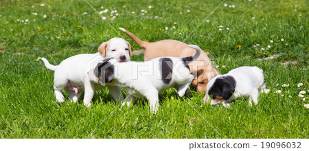 Mixed-breed cute little puppies on grass. 19096032