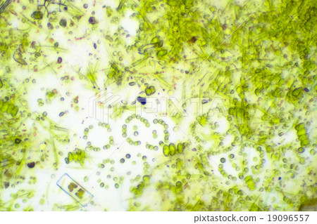 Green water (microphotograph of microorganisms in aquarium) Green water (microphotograph of microorganisms in aquarium) 19096557