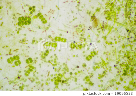 Green water (microphotograph of microorganisms in aquarium) Green water (microphotograph of microorganisms in aquarium) 19096558