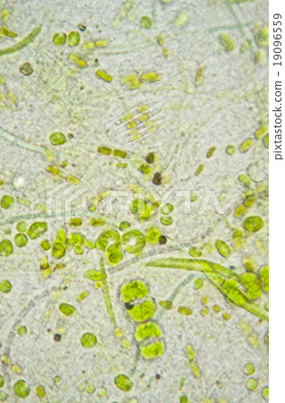 Green water (microphotograph of microorganisms in aquarium) 19096559