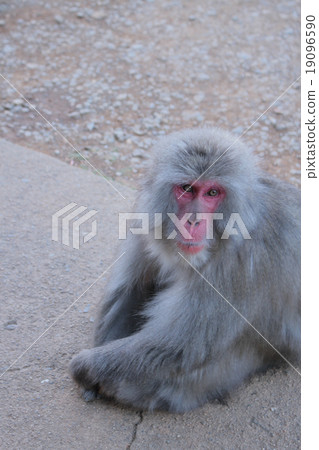 Monkey Japanese monkey 19096590