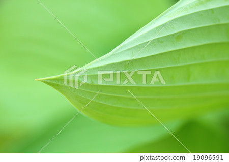 Wakaba和Giboshi的掉落 19096591