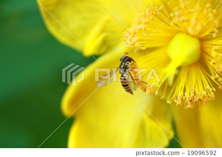 Golden thread plum blossoms and insects Golden thread plum blossoms and insects 19096592