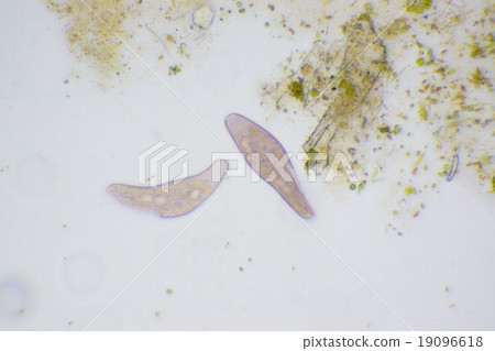淡水微生物（顯微照片） 19096618